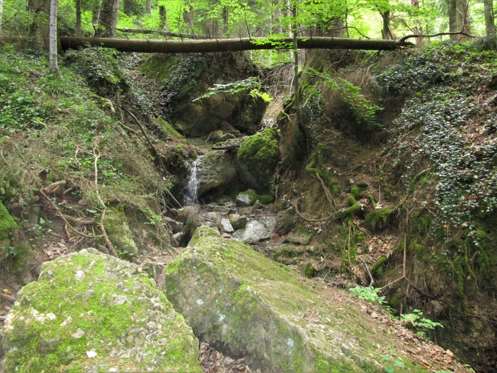 Der typische Felssturzwald im Pfänderkonglomerat, der ein wenig Ursprünglichkeit bewahren darf