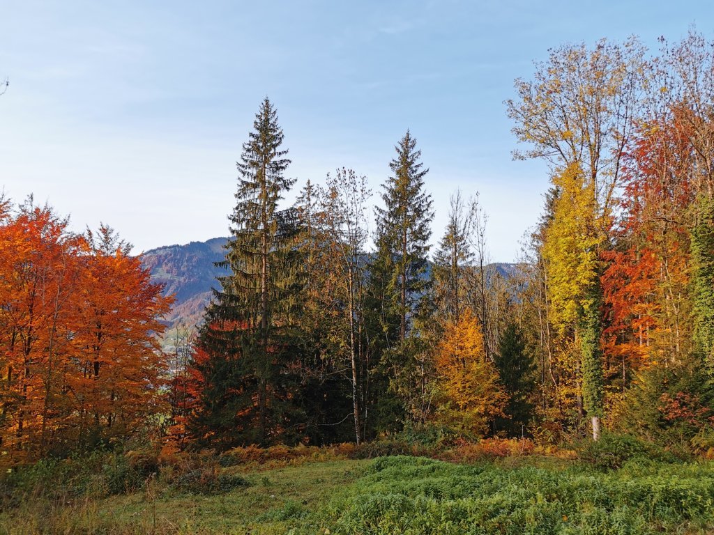 Herbstlich verfärbter Wald