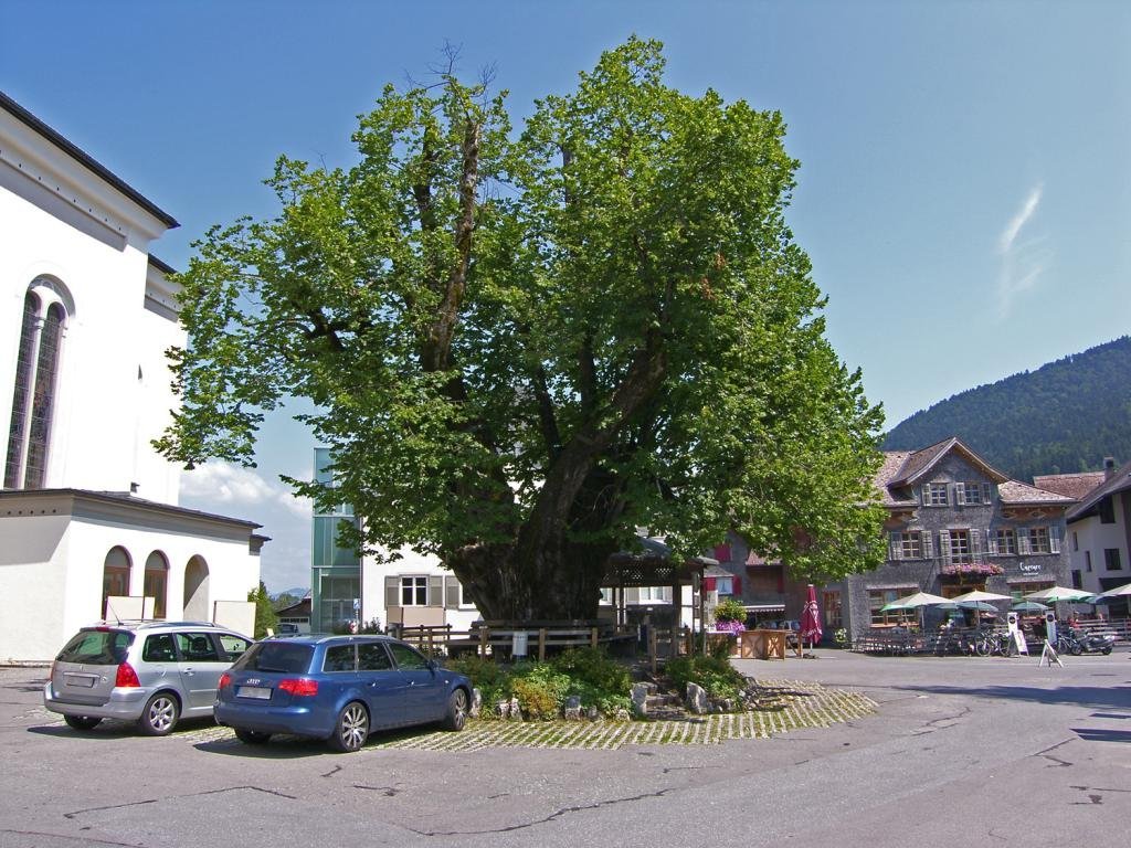 Die Dorflinde in Alberschwende
